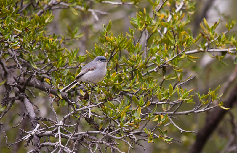 Blue-Gray Gnatcatcher